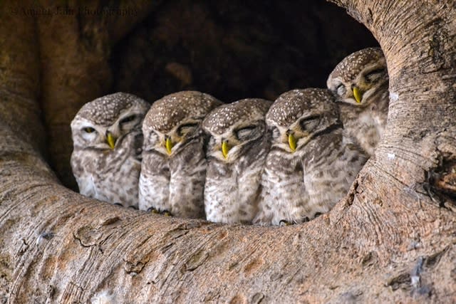 http://Kinnerly%20CE%20Owlets%20Class