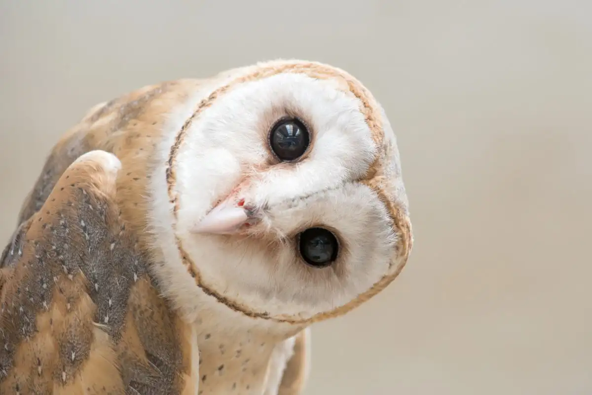 http://barn%20owls%20class