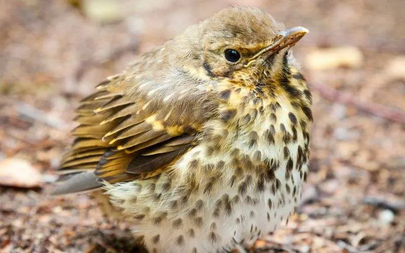 http://Falcon-Fledgling
